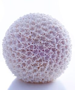 Roses - Flower 30 cm